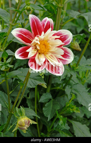 Fioritura Collerette Dahlia (Dahlia Fashion Monger) in un giardino Foto Stock