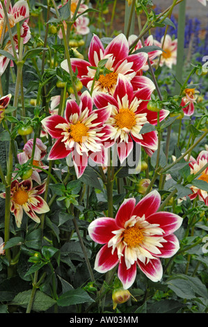 Fioritura Collerette Dahlia (Dahlia Fashion Monger) in un giardino Foto Stock