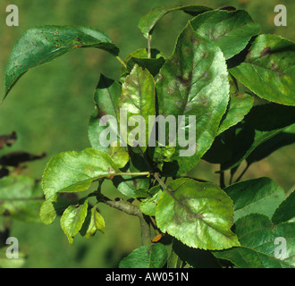 Sintomi precoci di ticchiolatura Venturia inaequalis su foglie di Apple Foto Stock