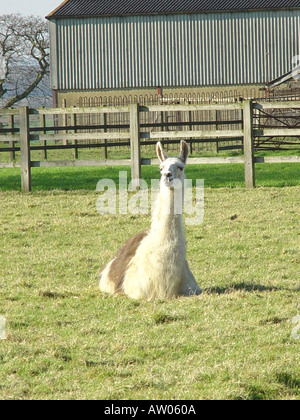 Llama giacente nel campo inglese Foto Stock