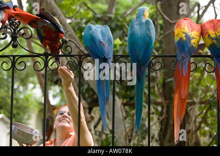 Scarlet Macaws sono alimentati su una recinzione metallica in Guanacaste Costa Rica Foto Stock