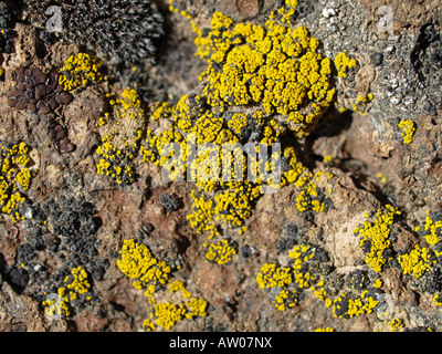 Di colore giallo brillante licheni crescono sulla solida roccia di lava nel Deserto Deserto area studio est di curvatura Oregon Foto Stock