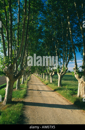 Un viale di alberi che fiancheggiano un paese via nr St Remy de Provence Provence Francia Foto Stock