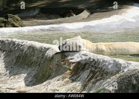 Un orso polare al Bronx Zoo di New York. Foto Stock