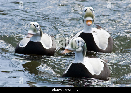 Spectacled eider Somateria fischeri Foto Stock