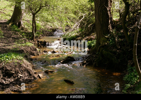 Piccolo ruscello come babbles attraverso la vallata soleggiata vicino Denby boschi Wakefield West Yorkshire Foto Stock