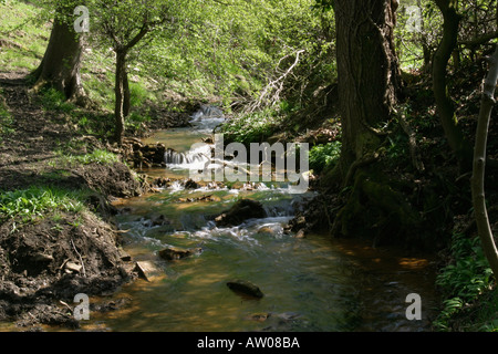 Piccolo ruscello come babbles attraverso la vallata soleggiata vicino Denby boschi Wakefield West Yorkshire Foto Stock