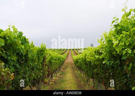 Groot Constantia vigneto nel winelands della Penisola del Capo vicino a Città del Capo in Sud Africa Foto Stock