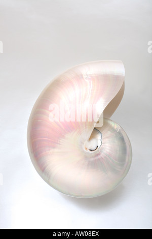 Nautilus shell grigio su sfondo bianco da angolazione laterale Foto Stock