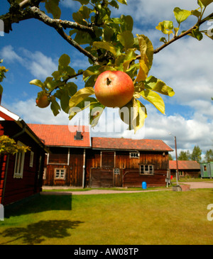 Albero di mele e dala fabbrica di cavallo, Dalarna, Svezia Foto Stock