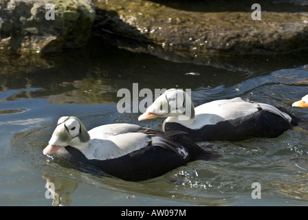 Spectacled eider Somateria fischeri Foto Stock