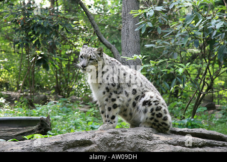 Snow Leopard rilassante nel Bronx Zoo di New York. Foto Stock
