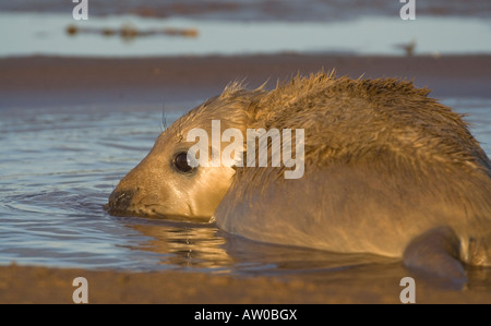 Atlantic grigio cucciolo di tenuta Foto Stock