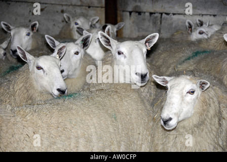 Colpi di testa di Welsh mulo pecore in indoor alloggiamento d'inverno. Foto Stock