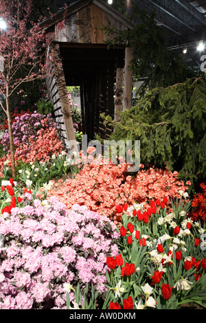 Massa di fioritura azalee tulipani rosso e bianco Giunchiglie in primo piano con una forma a cuneo stecca sparso in background Foto Stock