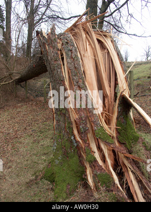 Alberi caduti, lacerata dalla tempesta venti della forza Foto Stock