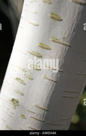 La corteccia di BETULA UTILIS VAR JAQUEMONTII. L'Himalayan betulla. Foto Stock