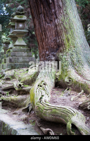 Lanterne di pietra al Santuario Kasuga Nara Giappone 1 Foto Stock