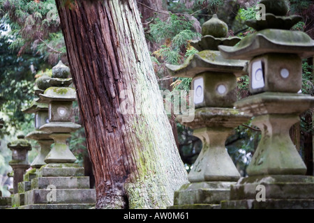 Lanterne di pietra al Santuario Kasuga Nara Giappone 2 Foto Stock