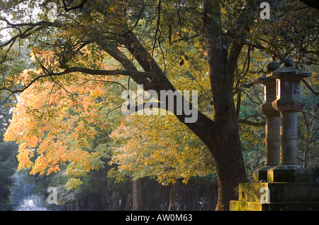 Lanterne di pietra al Santuario Kasuga Nara Giappone 4 Foto Stock