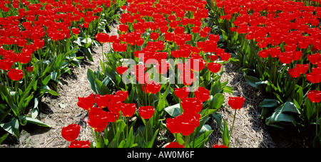 Close-up di tulipani rossi in fiore, campi di tulipani, Keukenhof, vicino a Lisse, Paesi Bassi (Olanda), Europa Foto Stock