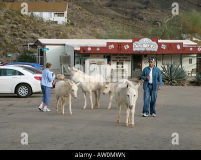 Wild burros si mescolano con i turisti nel centro storico della città fantasma di Oatman, Arizona, Stati Uniti d'America Foto Stock