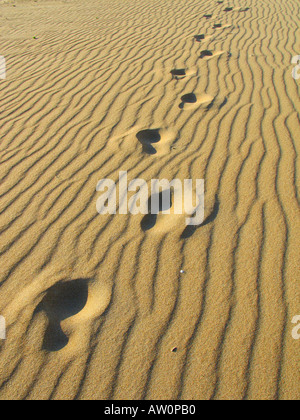 Orme nella sabbia in una spiaggia che conduce all'orizzonte Foto Stock