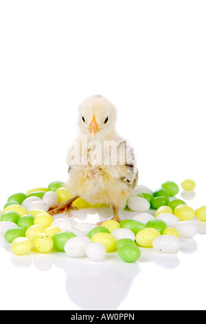 Piccolo grazioso due settimane vecchio pollo tra candy uova Foto Stock