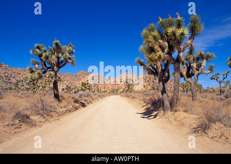 Strada sterrata e alberi di Joshua Yucca brevifolia sotto il cielo blu Joshua Tree National Park California Foto Stock