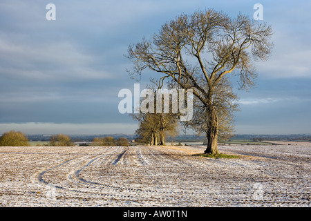 Il pneumatico del trattore tracce su un gelido campo. Oxfordshire, Inghilterra Foto Stock