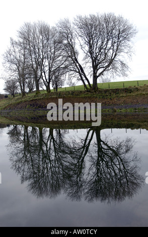 Vista Wintery di stagliano alberi e le loro riflessioni in un piccolo lago Foto Stock