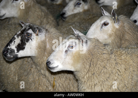 Colpi di testa di Welsh mulo pecore in indoor alloggiamento d'inverno. Foto Stock