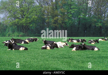 Vacche sdraiato nel campo Foto Stock