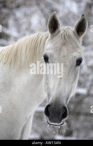 Ritratto di un cavallo bianco in un giorno di inverno Foto Stock