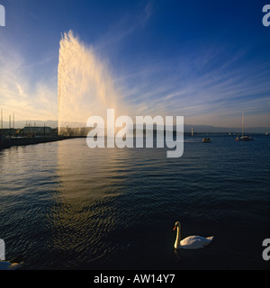 Un singolo White Swan nuoto con garbo oltre alle calme acque del lago di Ginevra al tramonto con il getto di acqua a Ginevra Svizzera Foto Stock