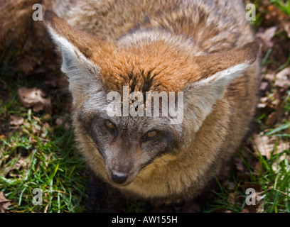 Bat eared Fox (otocyon megalotis) Foto Stock