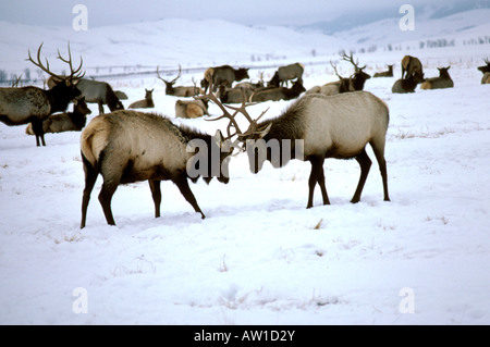 WY Grand Teton National Park Wyoming maschio combattimenti di Alce Elk mandria nella National Elk Re Tetons wildlife wild life stags sparring Foto Stock