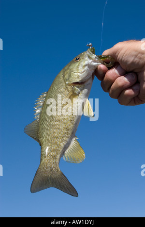 Un smallmouth bass catturati su una maschera leadhead con un una struttura plastica worm, John giorno fiume vicino a fonti fossili, Oregon. Foto Stock