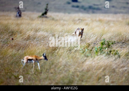 Ghepardo (Acinonyx jubatus) rintracciare un Thomson Gazelle gazella (thomsoni) capretta Foto Stock