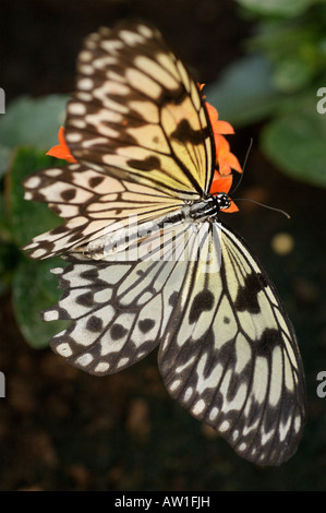 Tree Ninfa di carta di riso Butterfly Foto Stock