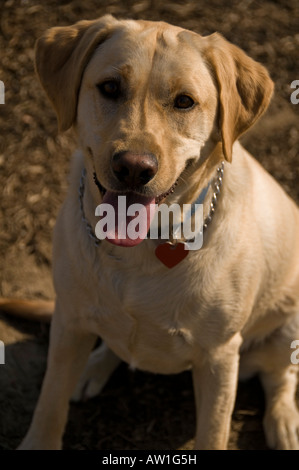 Giallo Labrador Retriever seduta Foto Stock