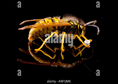 Il tedesco wasp (Vespula germanica) mangia lo zucchero Foto Stock