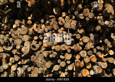 Logs accatastati in un deposito di legname visualizzato sul terminale Foto Stock