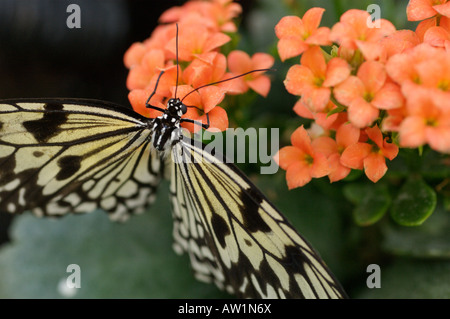 Tree Ninfa di carta di riso Butterfly Foto Stock