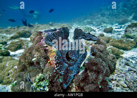 Vongola gigante (Tridacna gigas) all'Vakarufalhi-Ari atoll, Maldive, Oceano Indiano Foto Stock