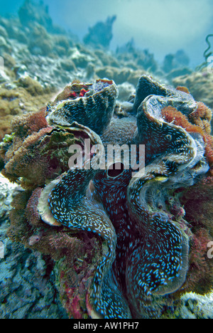 Vongola gigante (Tridacna gigas) all'Vakarufalhi-Ari atoll, Maldive, Oceano Indiano Foto Stock