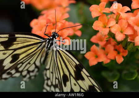 Tree Ninfa di carta di riso Butterfly Foto Stock