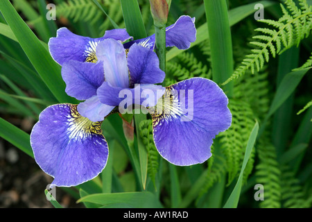 Blu fiore iris Iris sibirica bordo argento Foto Stock