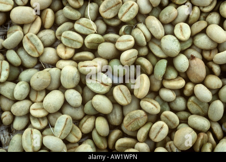 Asciugare gli arabica coffee beans dopo spappolamento ed essiccamento del Kenya Foto Stock