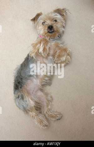 Yorkshire Terrier cane Foto Stock